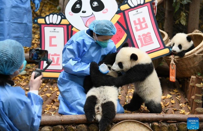 Giant panda breeding in chengdu 3