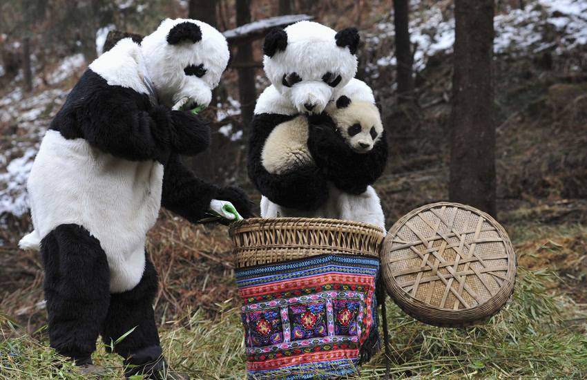 Sichuan Giant Panda Sanctuaries